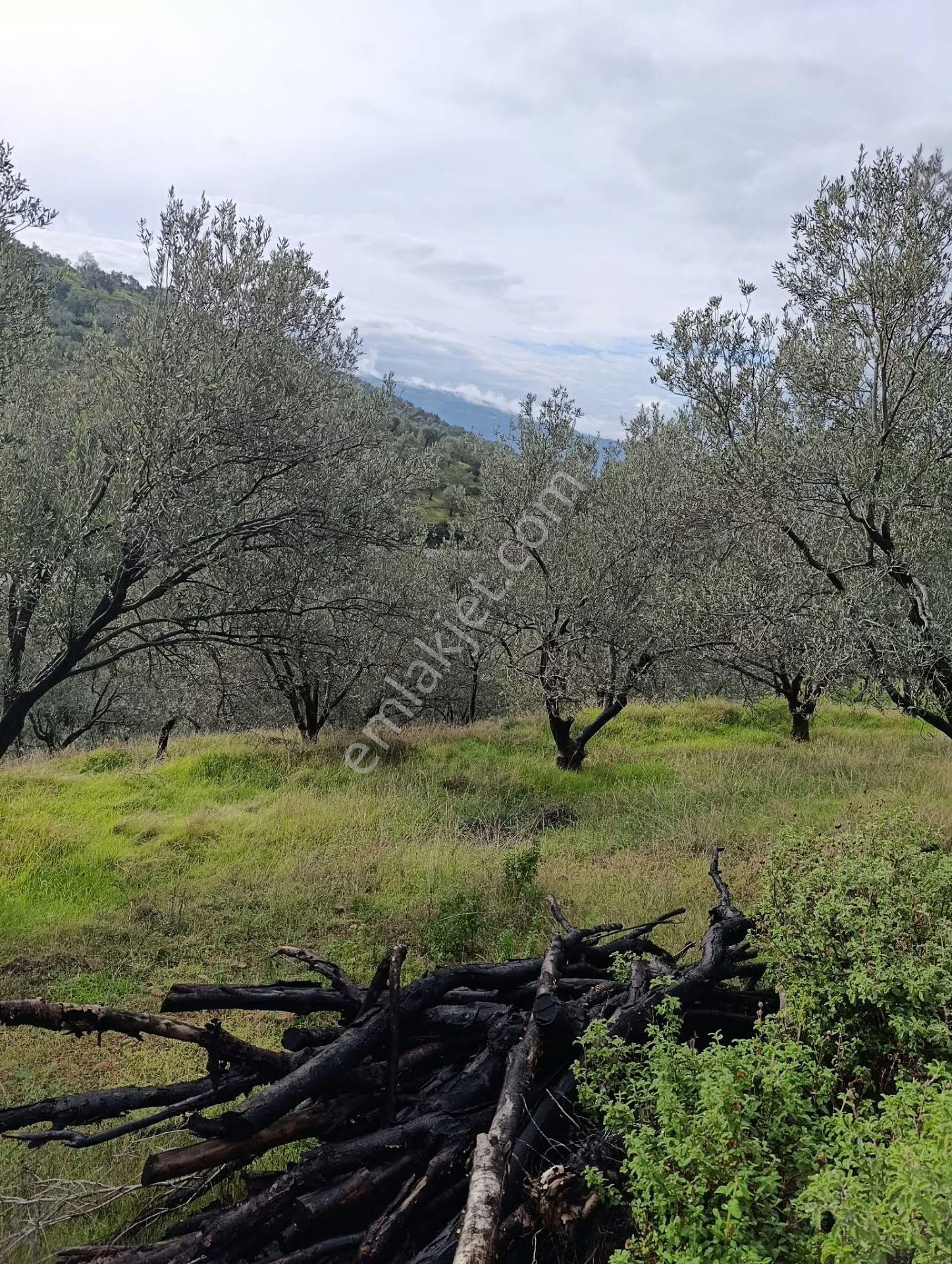꧁ay Emlaktan꧂havran Kocaseyitte Yatırım Fırsatı Satılık 2420m2 Zeytinlik — fotoğraf 4