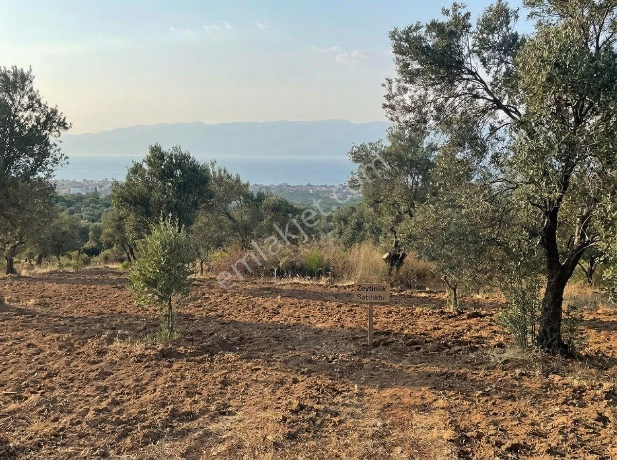꧁ay Emlaktan꧂havran Kocaseyitte Yatırım Fırsatı Satılık 2420m2 Zeytinlik — fotoğraf 5