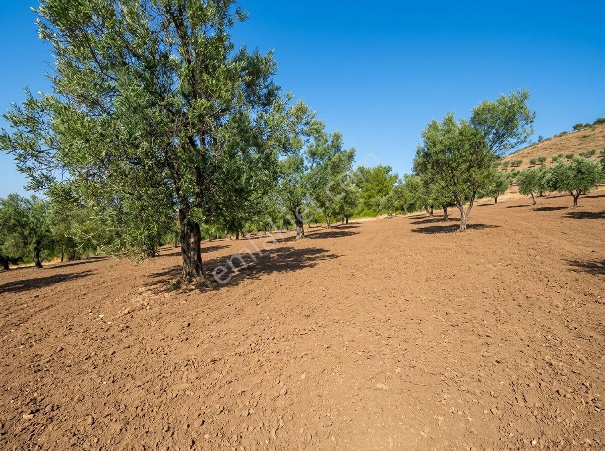 ꧁ay Emlaktan꧂havran Kocaseyitte Yatırım Fırsatı Satılık 2420m2 Zeytinlik — fotoğraf 6