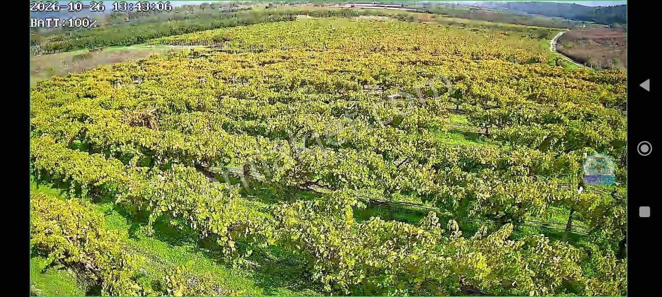 Pamukova'da Satılık 5146 M2 Üzüm Bağı — fotoğraf 13