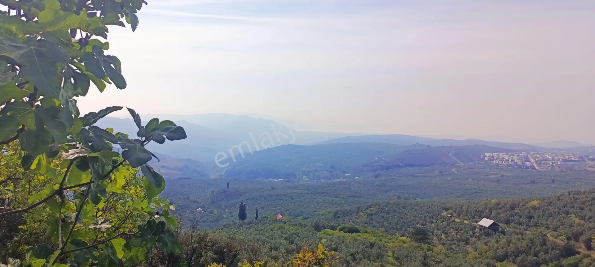 Alpaslan Emlaktan 1609m2 Manzaralı Zeytinlik — fotoğraf 2