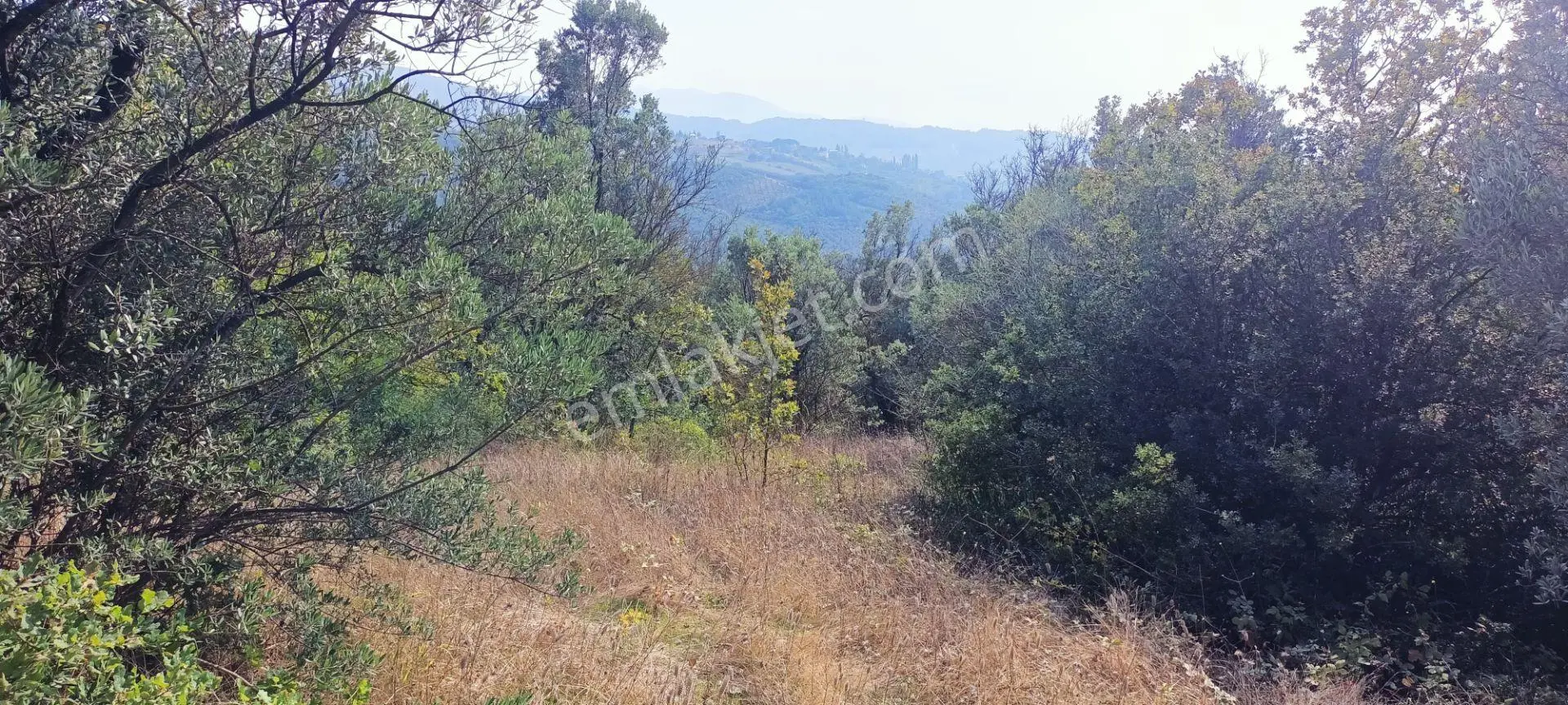 Alpaslan Emlaktan 1609m2 Manzaralı Zeytinlik — fotoğraf 3