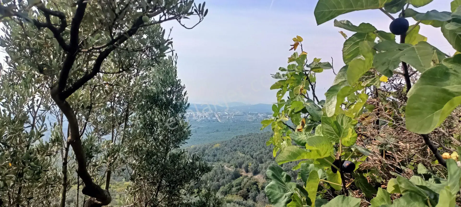 Alpaslan Emlaktan 1609m2 Manzaralı Zeytinlik — fotoğraf 4