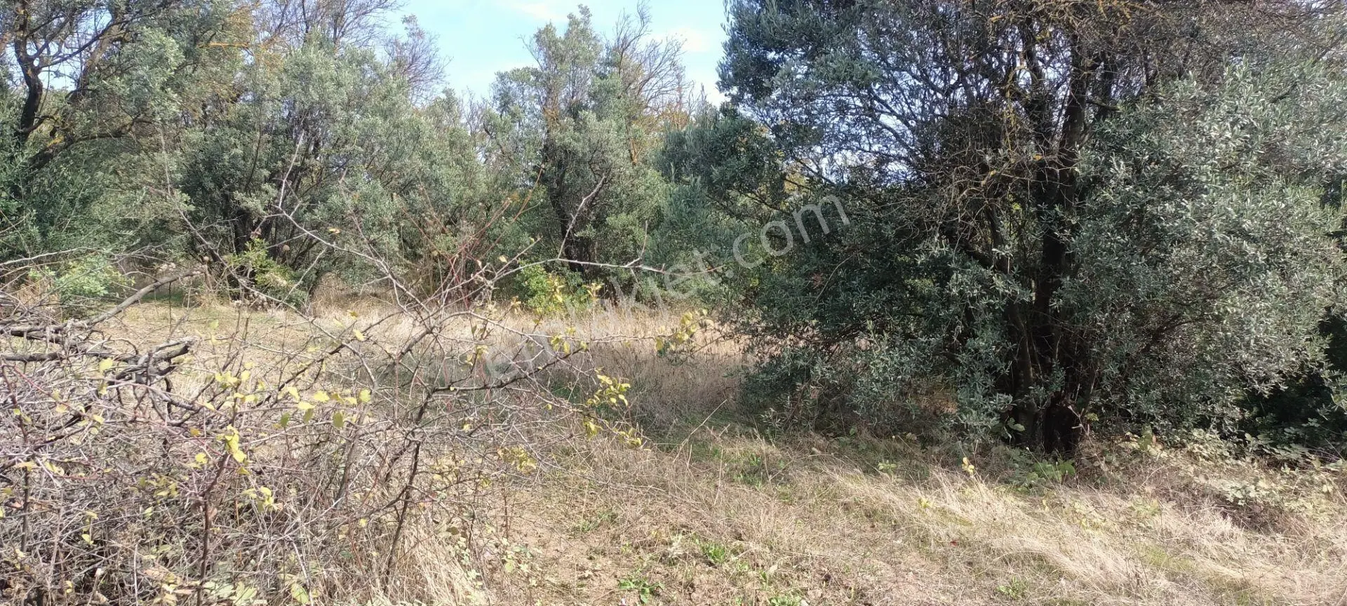 Alpaslan Emlaktan 1609m2 Manzaralı Zeytinlik — fotoğraf 5