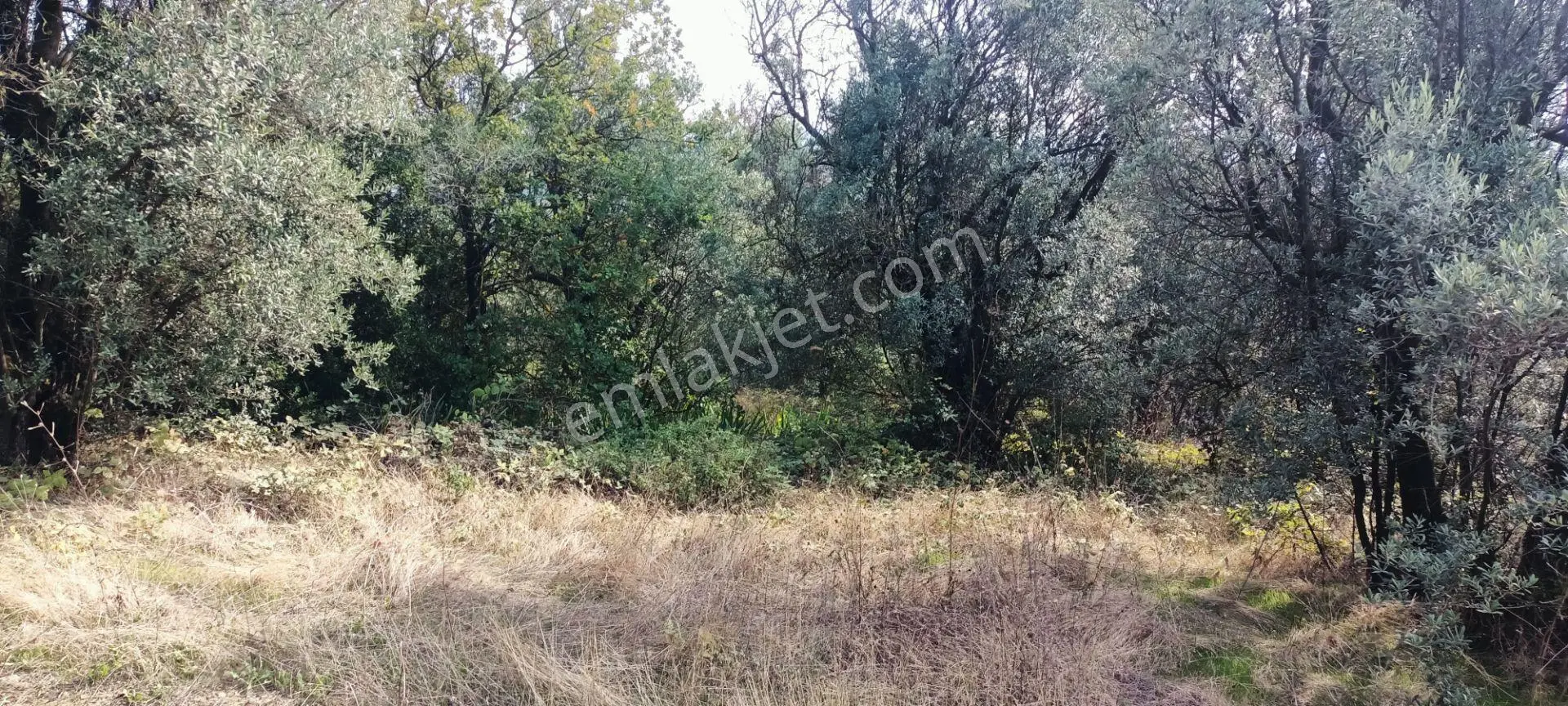 Alpaslan Emlaktan 1609m2 Manzaralı Zeytinlik — fotoğraf 6