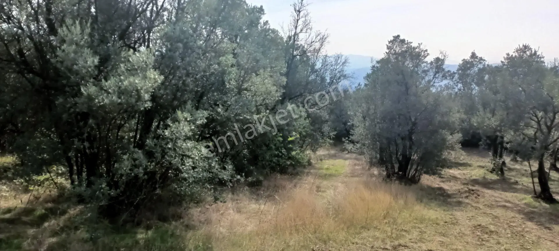 Alpaslan Emlaktan 1609m2 Manzaralı Zeytinlik — fotoğraf 7