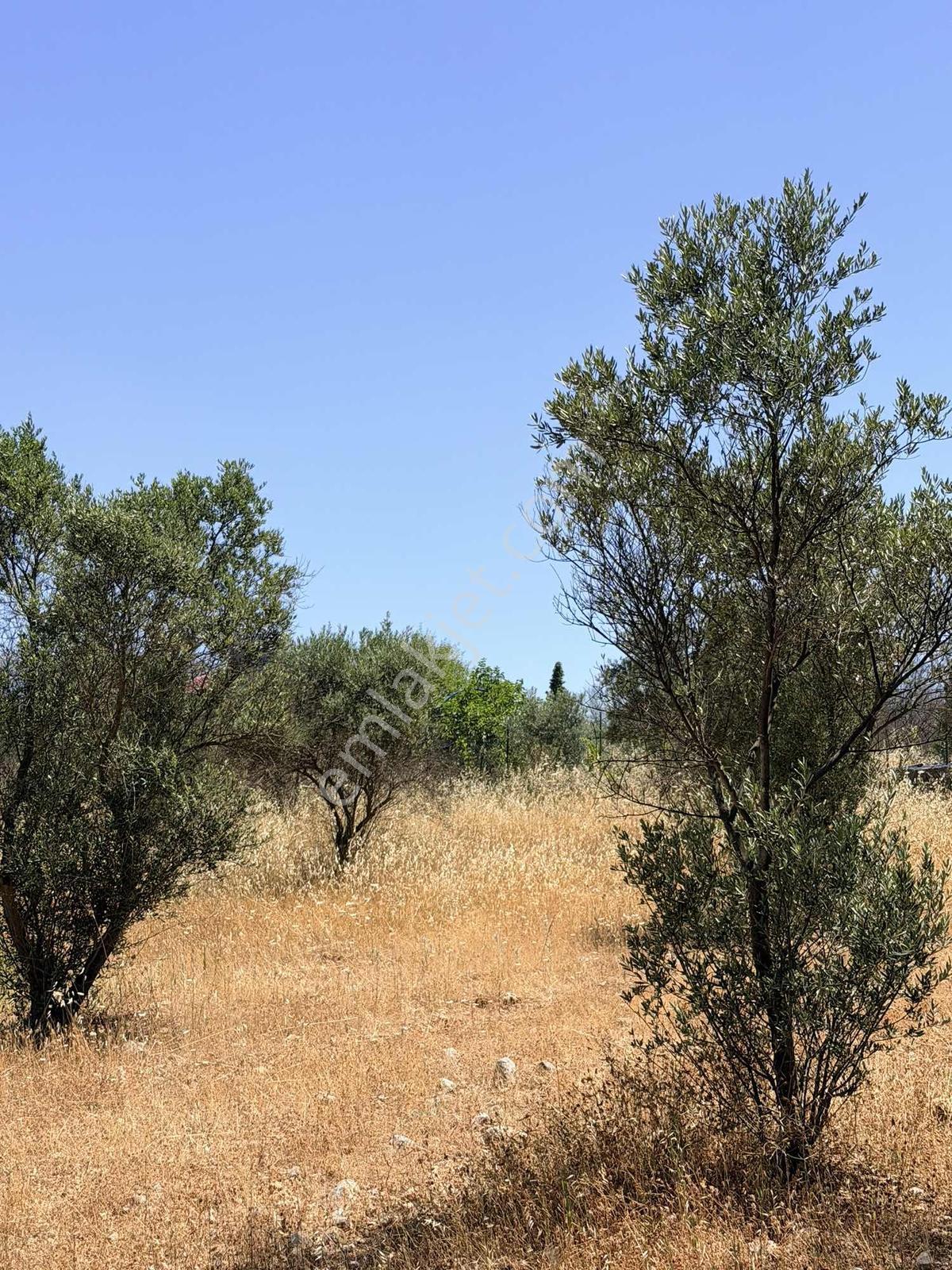Bornova Yaka Arapalanı Mevkiinde 50 Zeytin Ağaçlı Çevrili Tarla