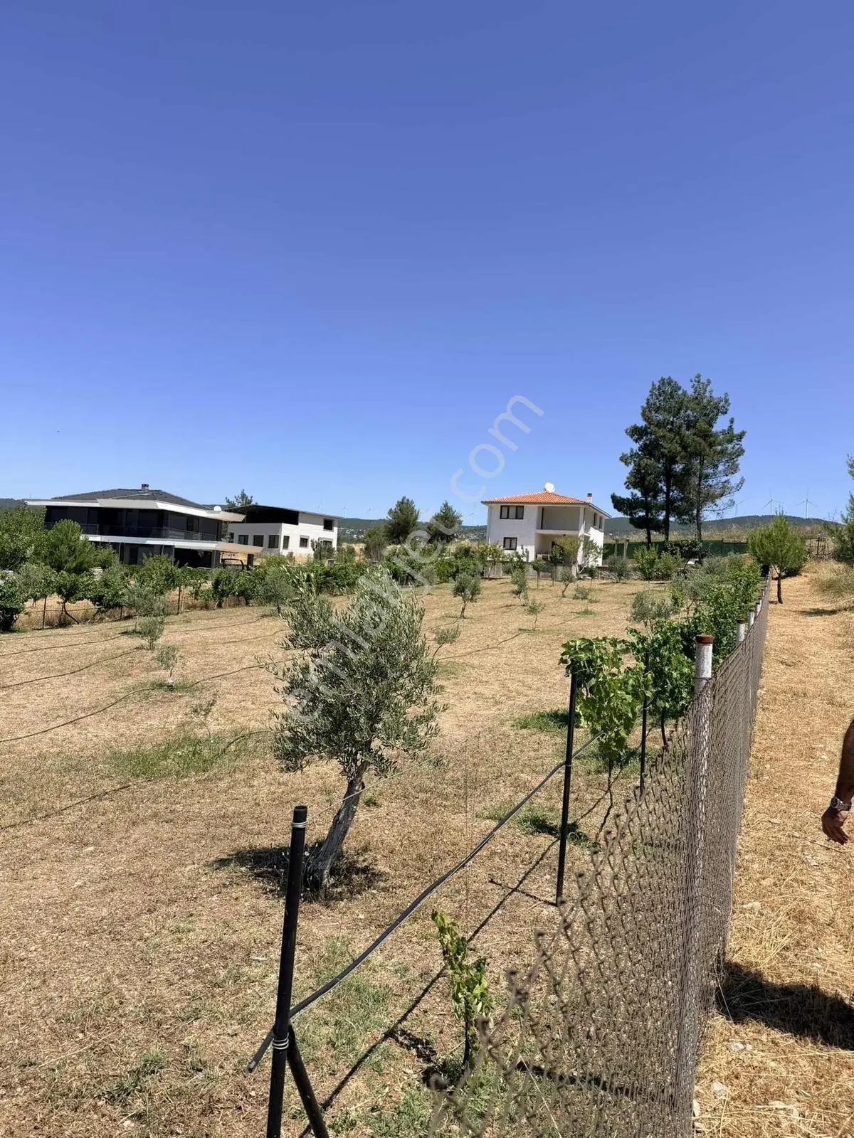 Bornova Yaka Arapalanı Mevkiinde 50 Zeytin Ağaçlı Çevrili Tarla — fotoğraf 2