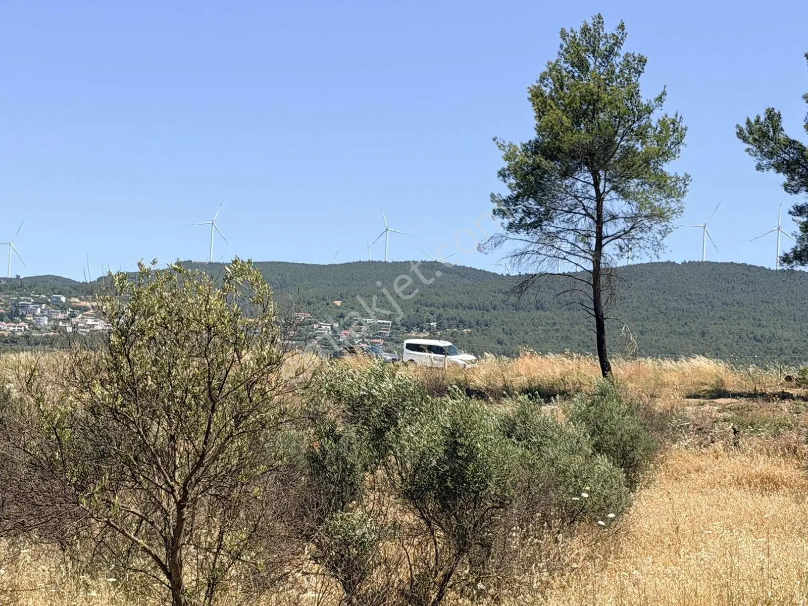 Bornova Yaka Arapalanı Mevkiinde 50 Zeytin Ağaçlı Çevrili Tarla — fotoğraf 3