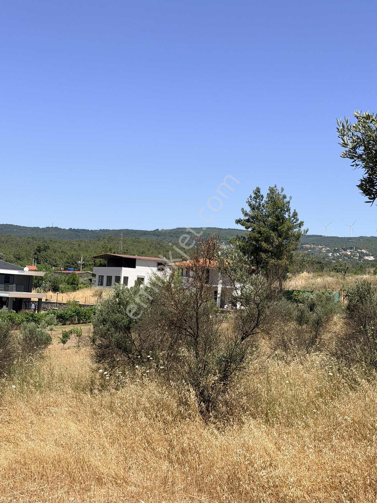 Bornova Yaka Arapalanı Mevkiinde 50 Zeytin Ağaçlı Çevrili Tarla — fotoğraf 5