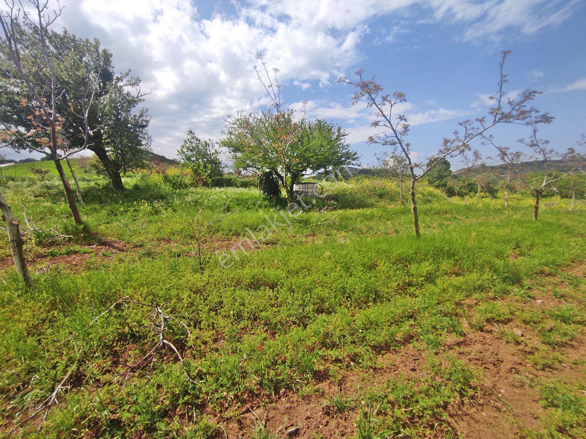 Yenişehir Kızılhisar'da 9908,m2 Yolu Olan Erik & Ceviz Bahçesi — fotoğraf 7