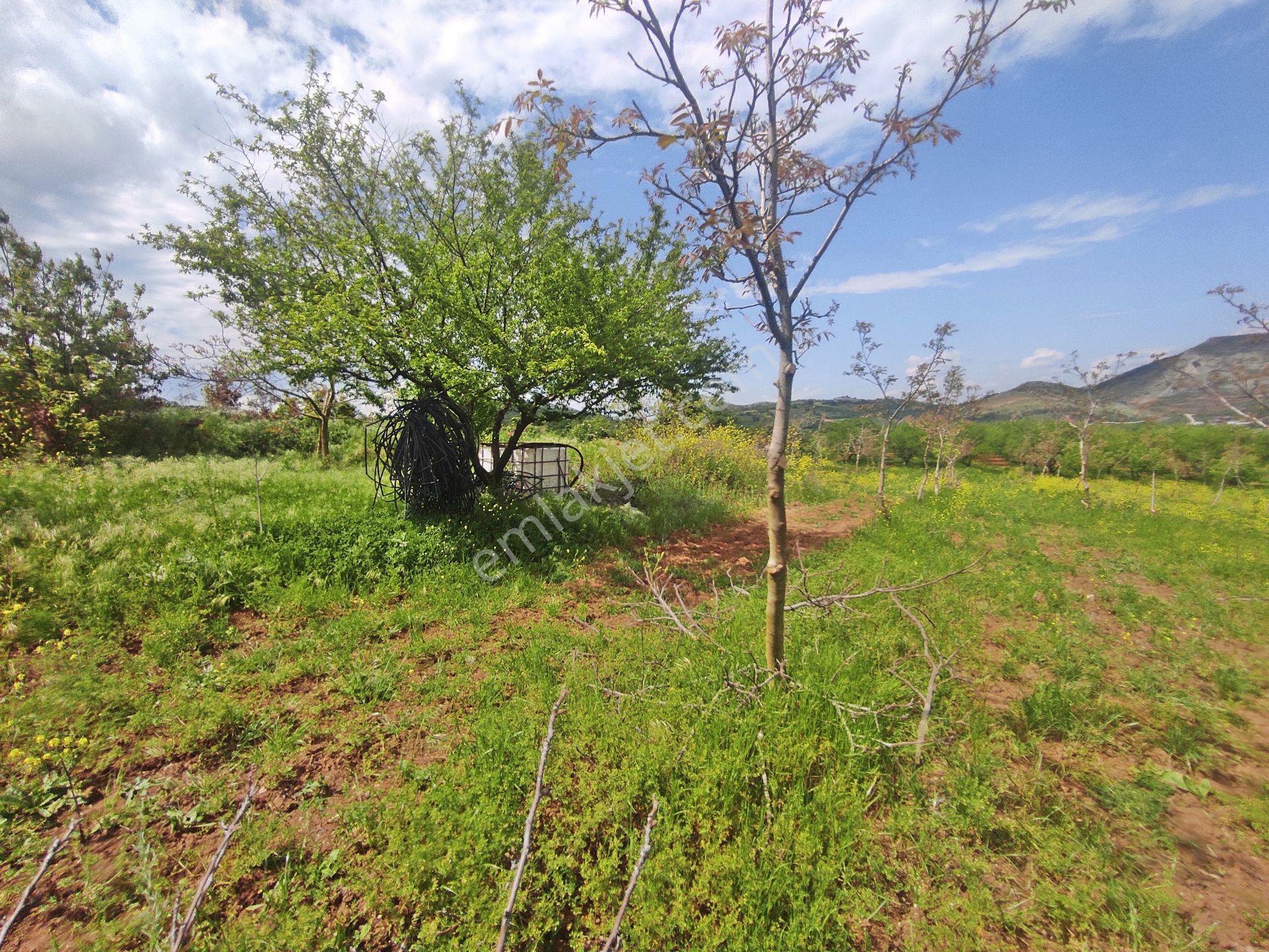 Yenişehir Kızılhisar'da 9908,m2 Yolu Olan Erik & Ceviz Bahçesi — fotoğraf 8