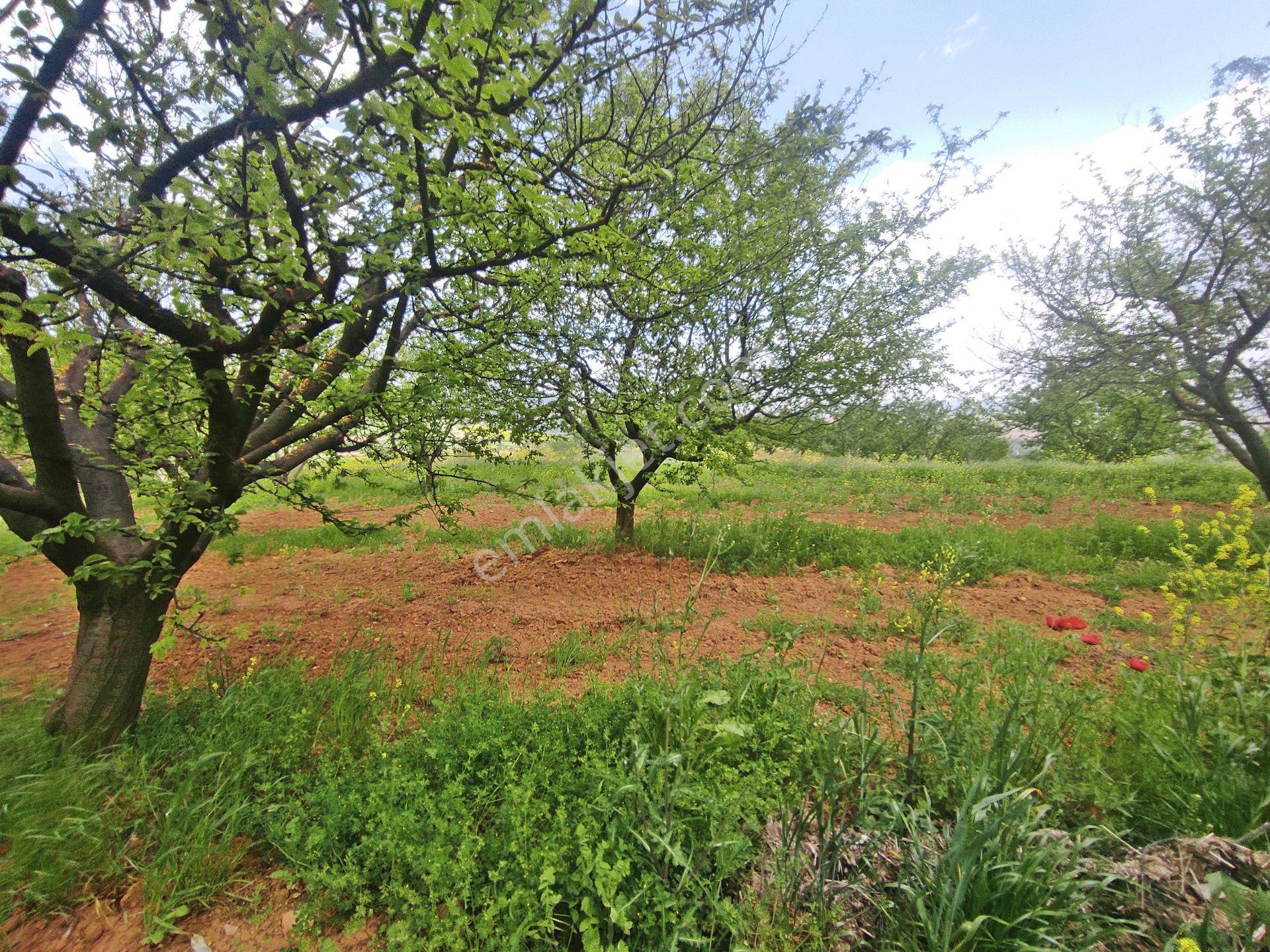 Yenişehir Kızılhisar'da 9908,m2 Yolu Olan Erik & Ceviz Bahçesi — fotoğraf 9