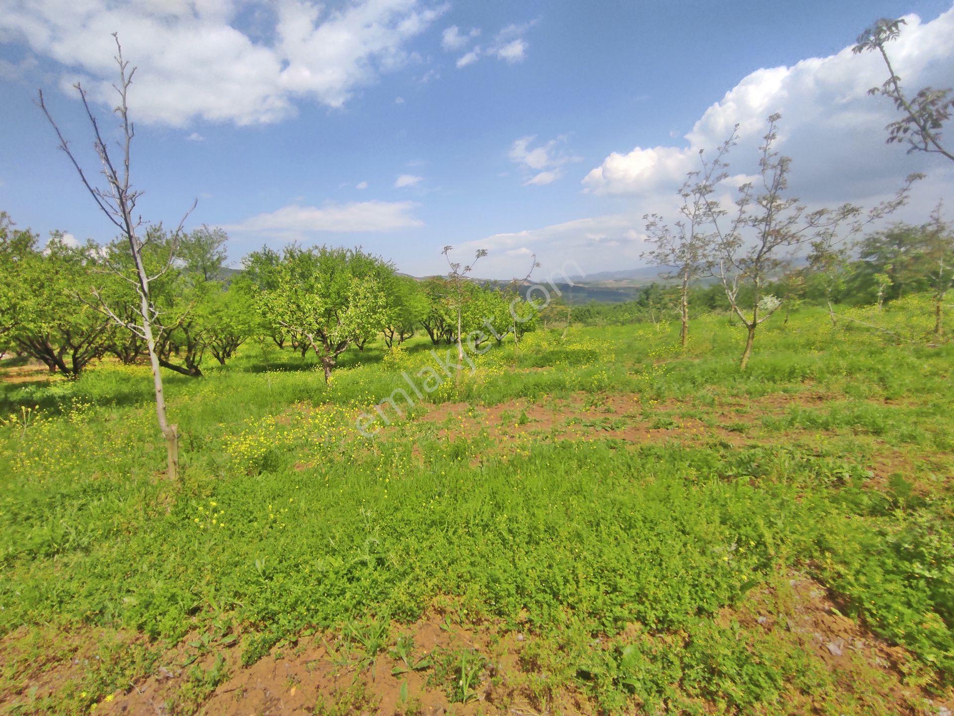 Yenişehir Kızılhisar'da 9908,m2 Yolu Olan Erik & Ceviz Bahçesi — fotoğraf 10