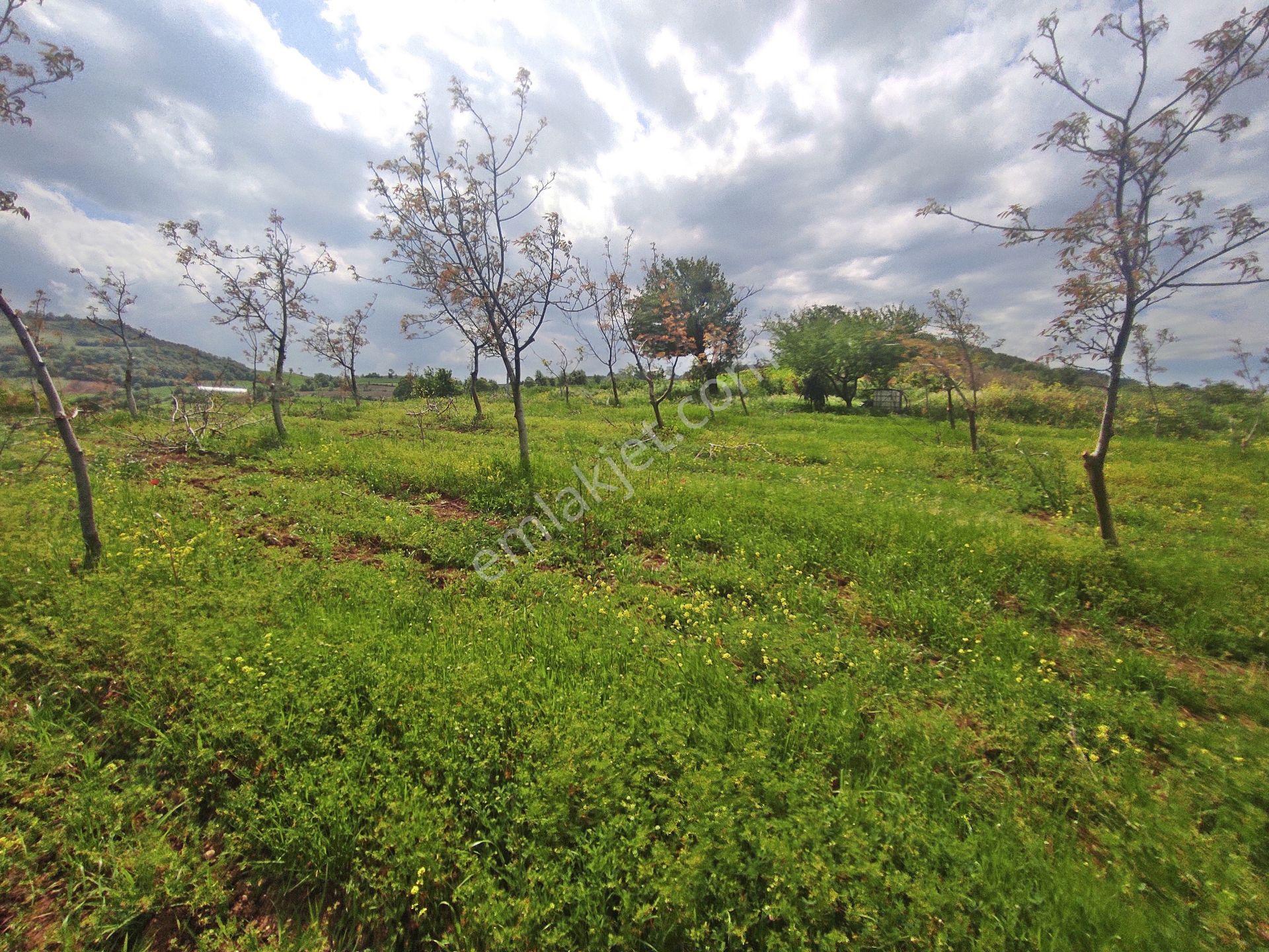 Yenişehir Kızılhisar'da 9908,m2 Yolu Olan Erik & Ceviz Bahçesi — fotoğraf 14