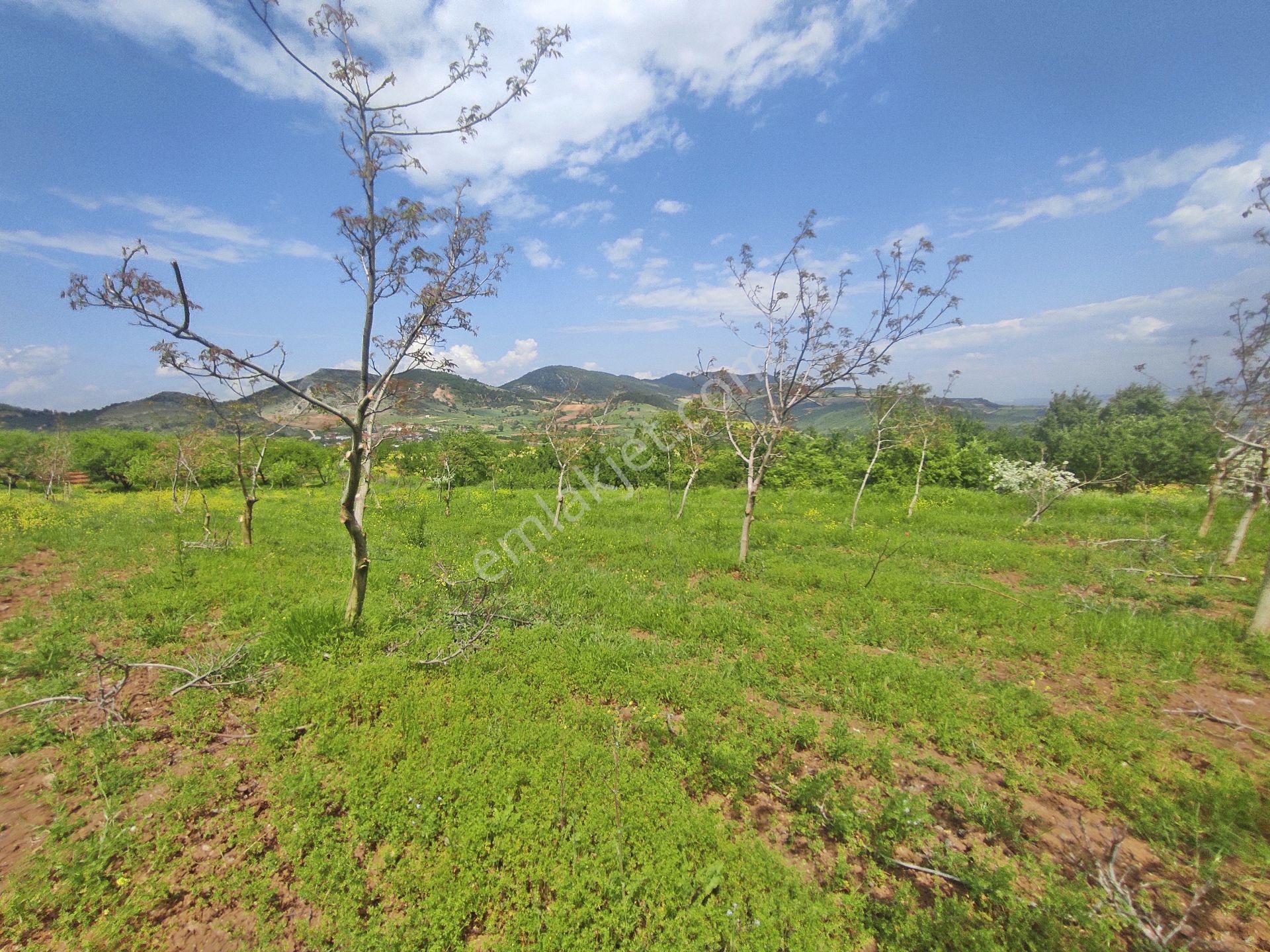 Yenişehir Kızılhisar'da 9908,m2 Yolu Olan Erik & Ceviz Bahçesi — fotoğraf 15