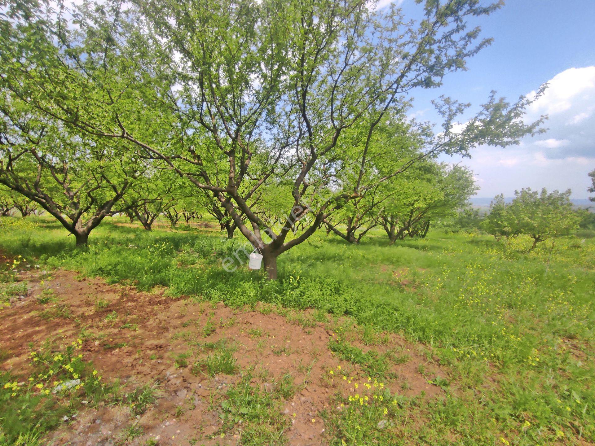 Yenişehir Kızılhisar'da 9908,m2 Yolu Olan Erik & Ceviz Bahçesi — fotoğraf 18