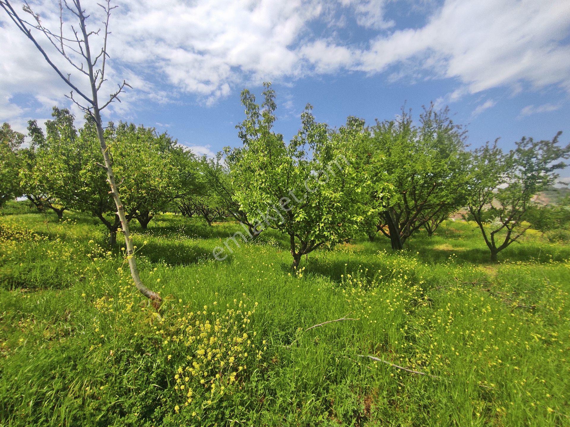 Yenişehir Kızılhisar'da 9908,m2 Yolu Olan Erik & Ceviz Bahçesi — fotoğraf 20