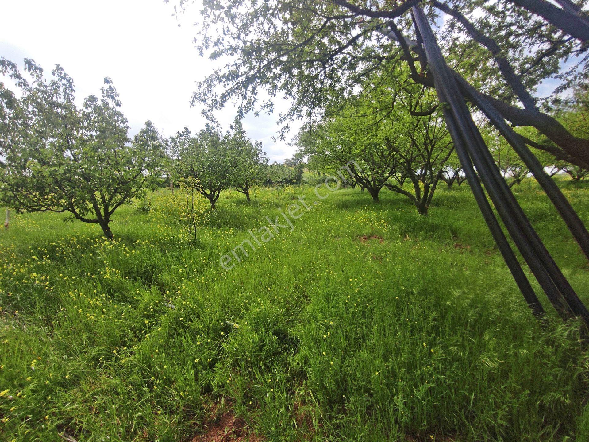 Yenişehir Kızılhisar'da 9908,m2 Yolu Olan Erik & Ceviz Bahçesi — fotoğraf 23