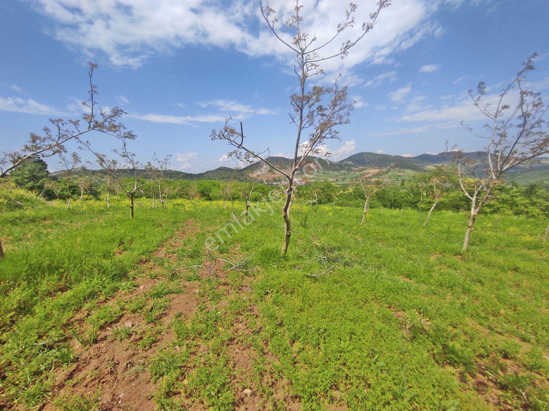 Yenişehir Kızılhisar'da 9908,m2 Yolu Olan Erik & Ceviz Bahçesi — fotoğraf 28