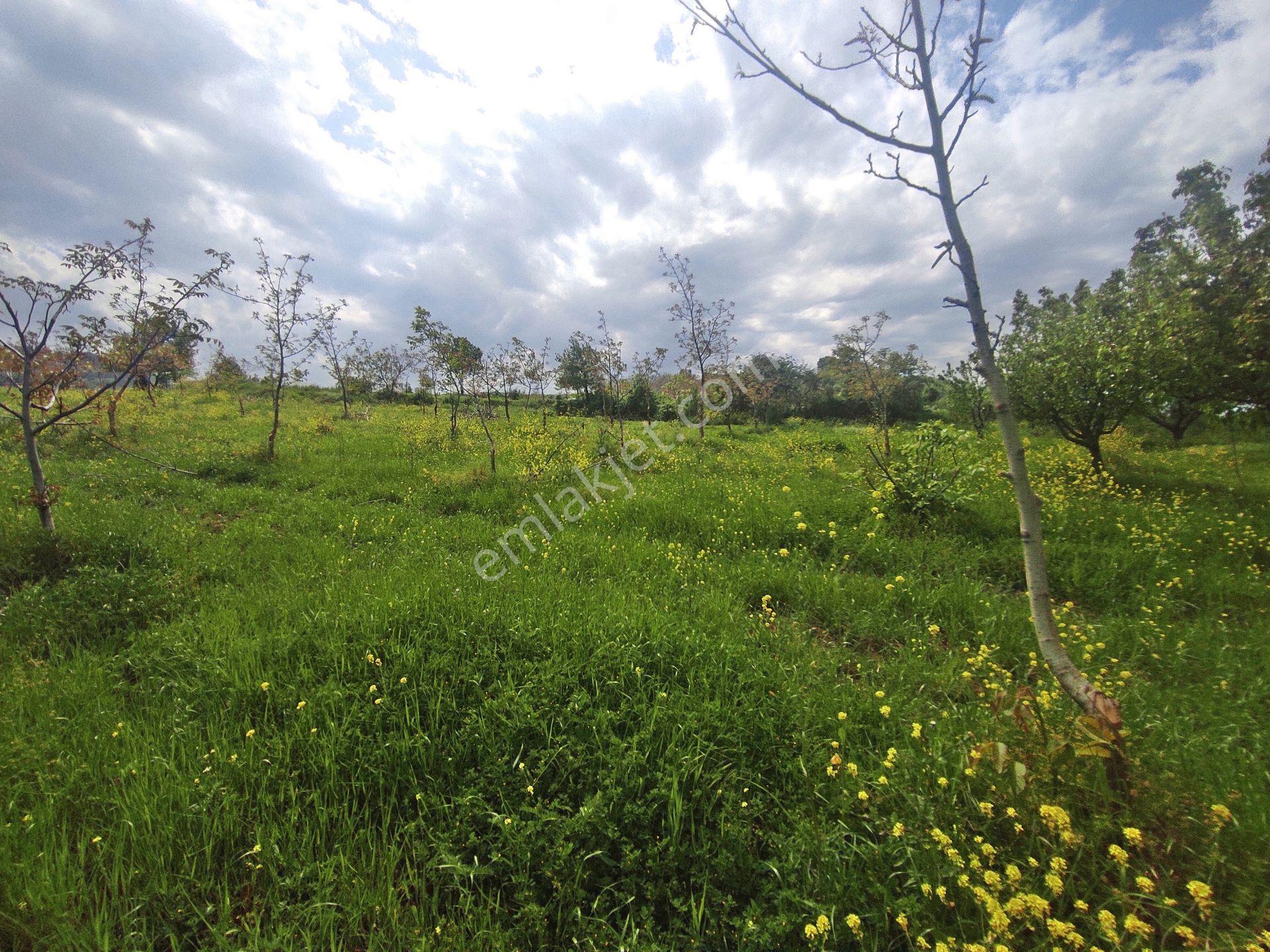 Yenişehir Kızılhisar'da 9908,m2 Yolu Olan Erik & Ceviz Bahçesi — fotoğraf 29