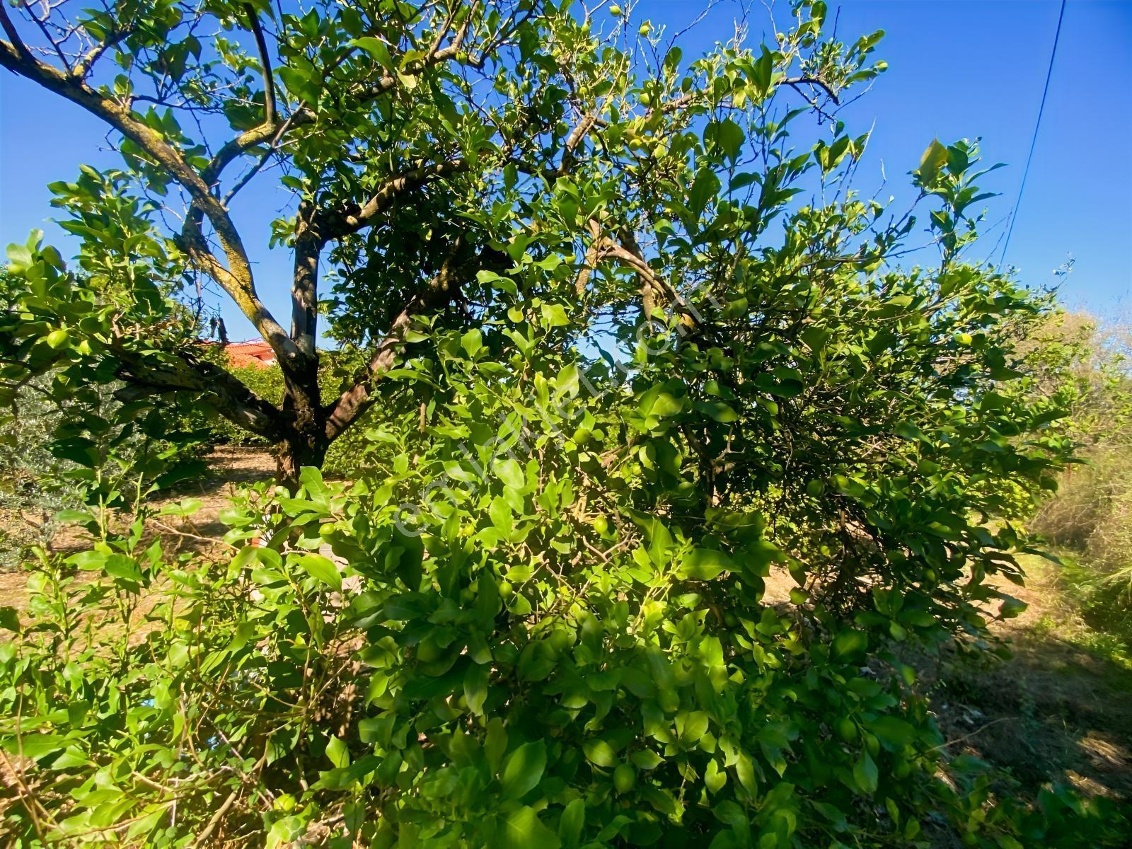Okçularda Satılık İmarlı Arsa (oka12) — fotoğraf 10