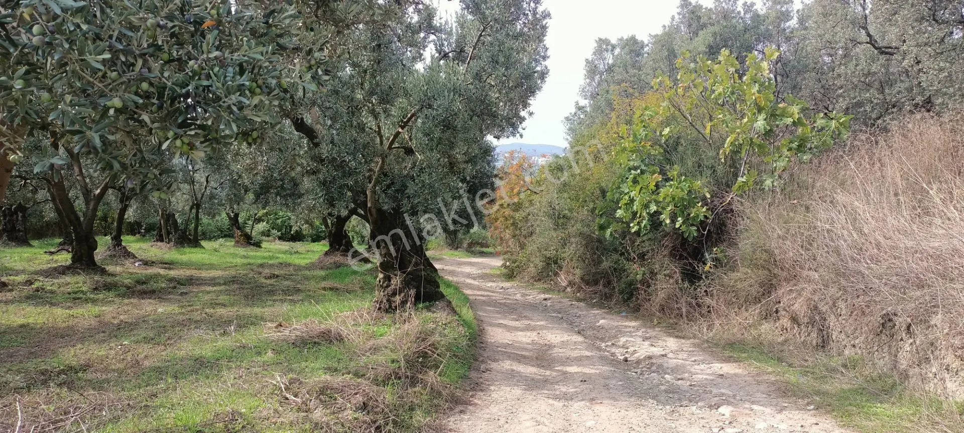 Alpaslan Emlaktan 1007m2 Yol Kenarı Zeytinlik — fotoğraf 2