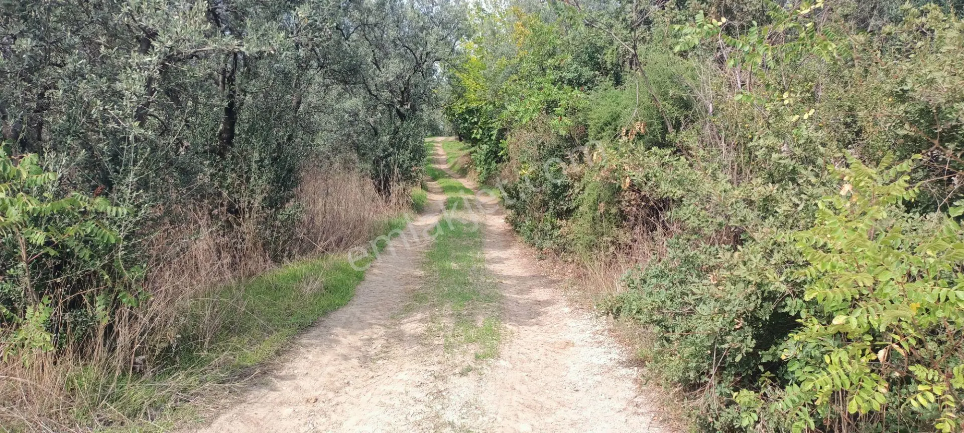 Alpaslan Emlaktan 1007m2 Yol Kenarı Zeytinlik — fotoğraf 3