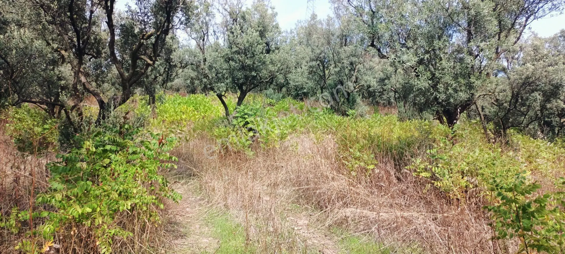 Alpaslan Emlaktan 1007m2 Yol Kenarı Zeytinlik — fotoğraf 4