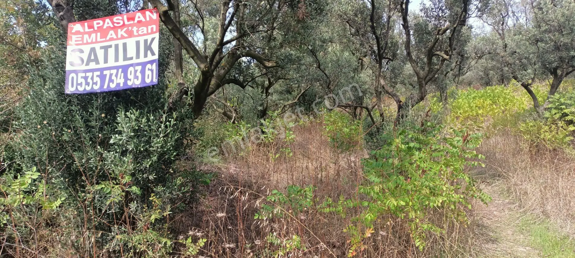 Alpaslan Emlaktan 1007m2 Yol Kenarı Zeytinlik — fotoğraf 5