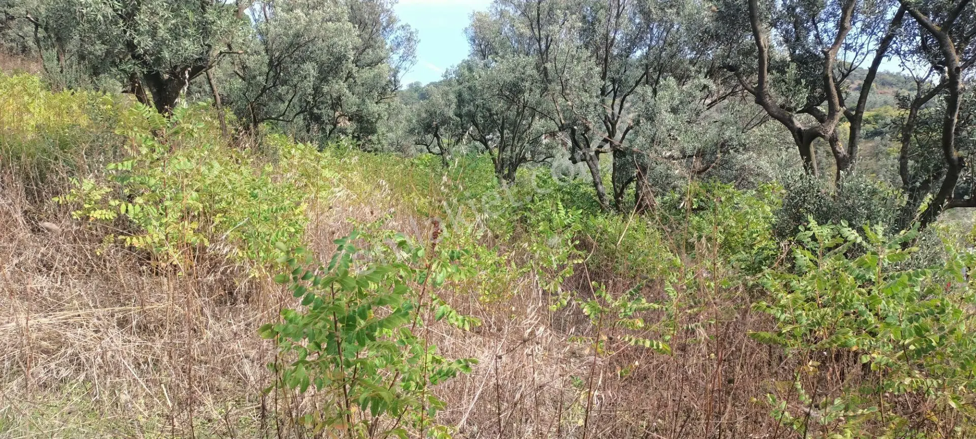 Alpaslan Emlaktan 1007m2 Yol Kenarı Zeytinlik — fotoğraf 6