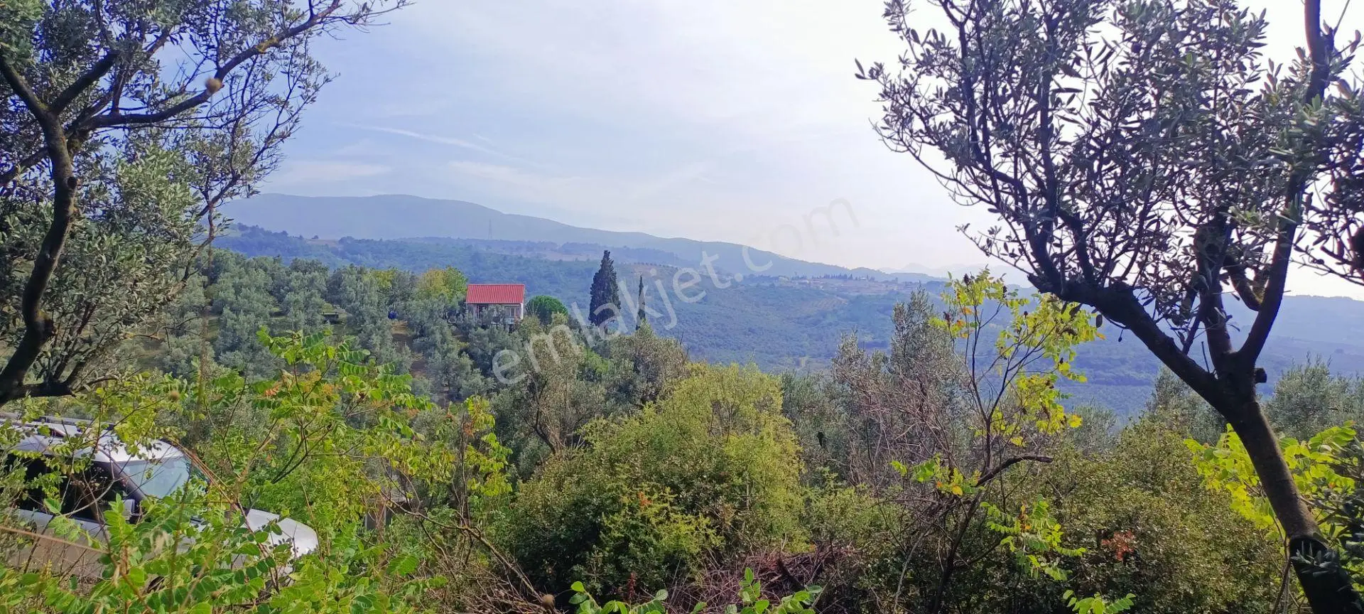 Alpaslan Emlaktan 1007m2 Yol Kenarı Zeytinlik — fotoğraf 7