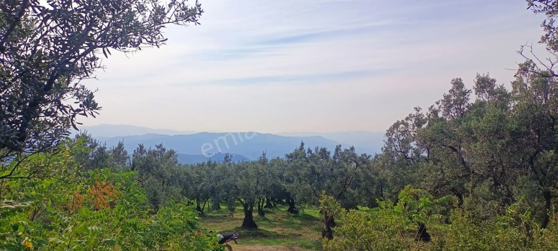 Alpaslan Emlaktan 1007m2 Yol Kenarı Zeytinlik — fotoğraf 8