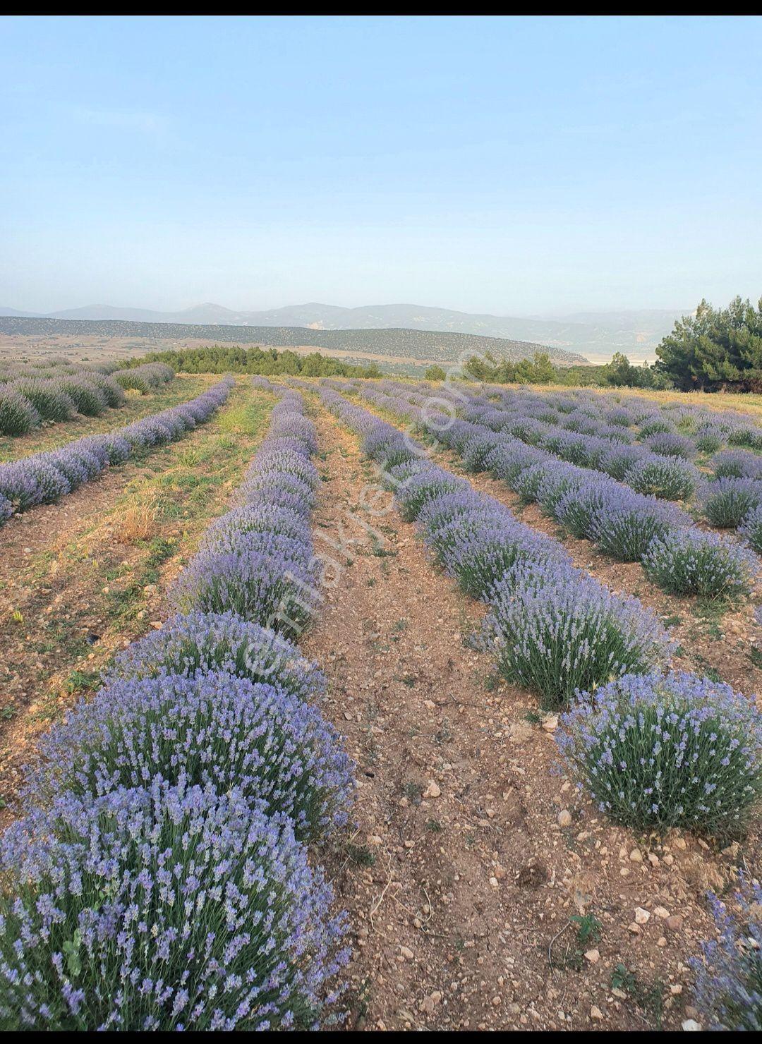 3000 M2 Arazi Yola Sınırı Var. Lavanta Çadırşarına Yakın — fotoğraf 6