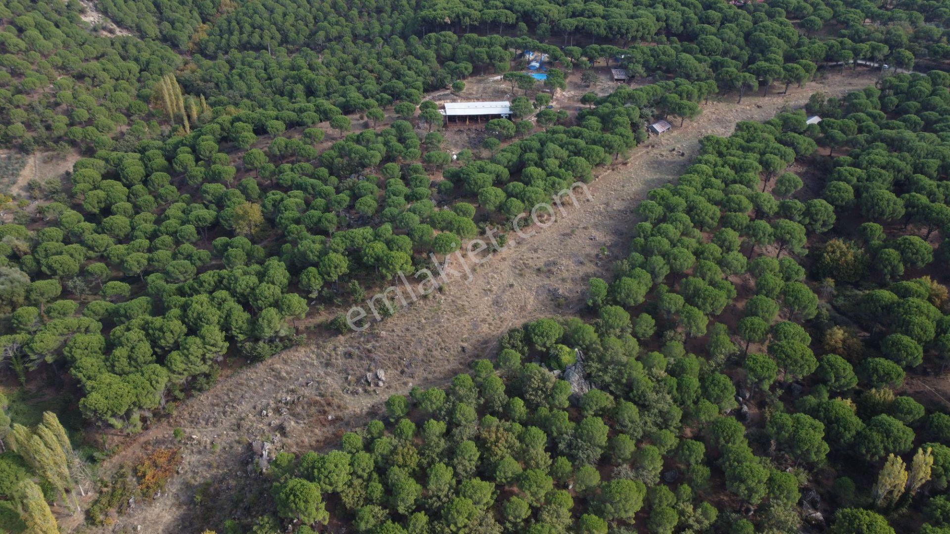 Kozak Karaveliler’de Asfalt Yola Cepheli 12.126 M² Satılık Tarla — fotoğraf 7