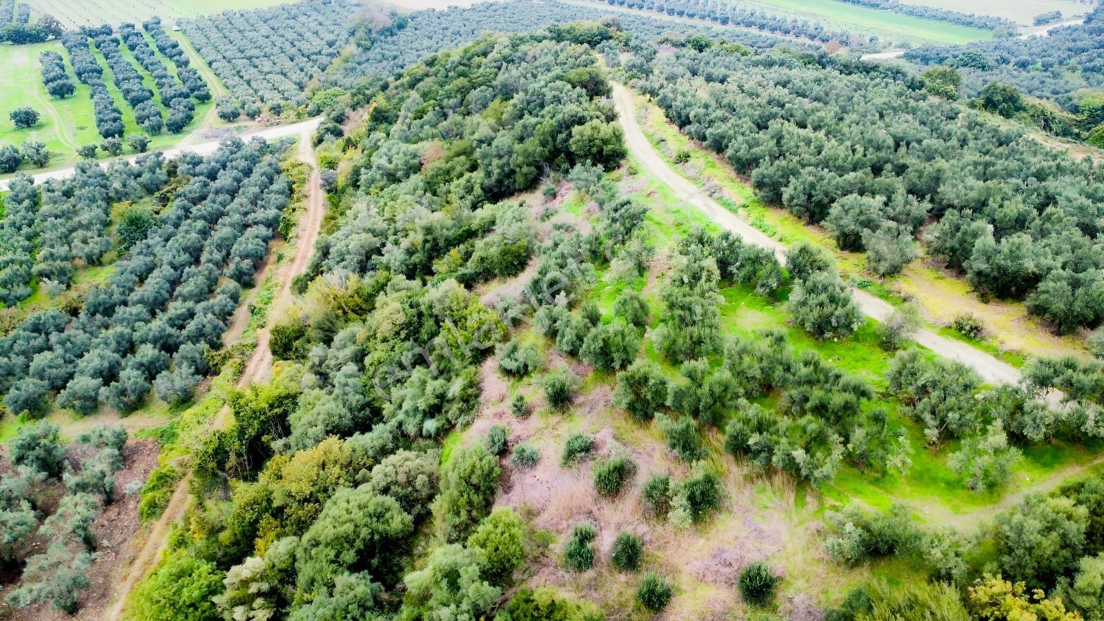 Ekinli Köyünde Deniz Manzaralı Satılık Tek Tapu Zeytinlik — fotoğraf 2