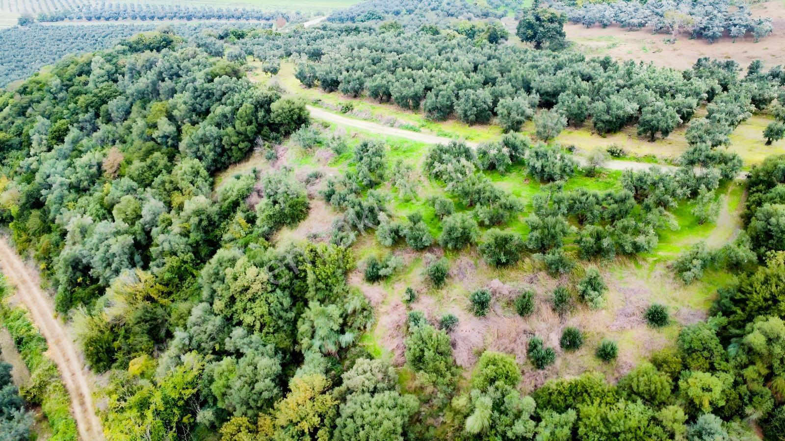 Ekinli Köyünde Deniz Manzaralı Satılık Tek Tapu Zeytinlik — fotoğraf 3