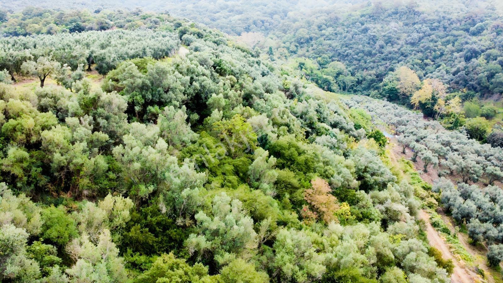 Ekinli Köyünde Deniz Manzaralı Satılık Tek Tapu Zeytinlik — fotoğraf 4