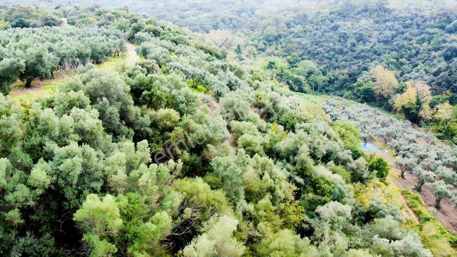 Ekinli Köyünde Deniz Manzaralı Satılık Tek Tapu Zeytinlik — fotoğraf 5