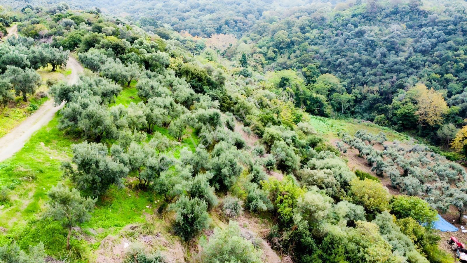 Ekinli Köyünde Deniz Manzaralı Satılık Tek Tapu Zeytinlik — fotoğraf 6