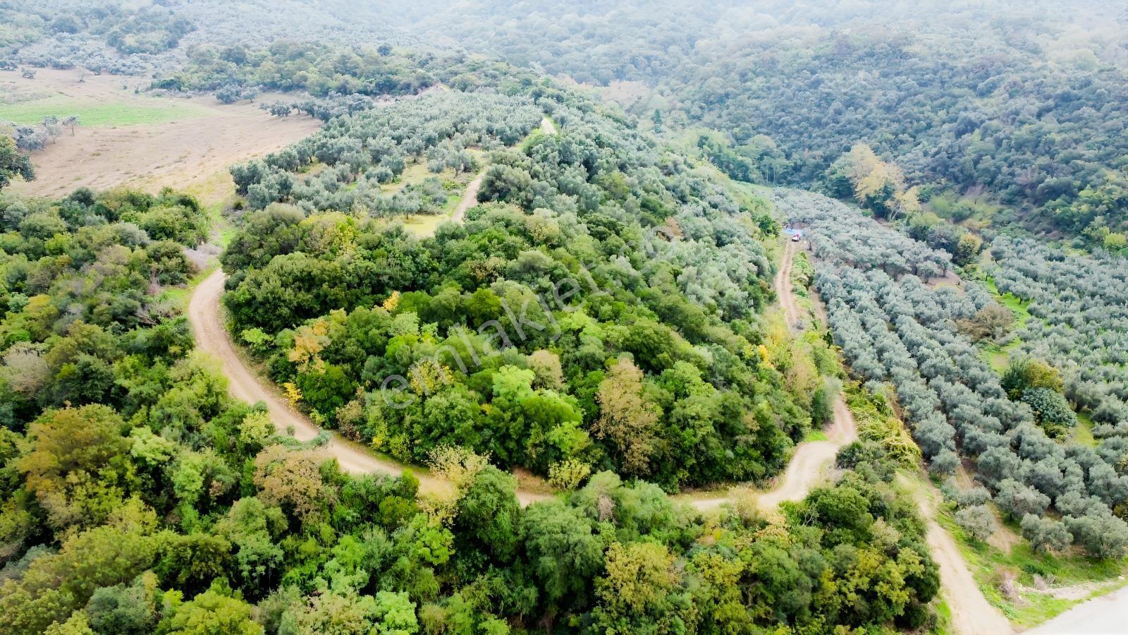 Ekinli Köyünde Deniz Manzaralı Satılık Tek Tapu Zeytinlik — fotoğraf 7