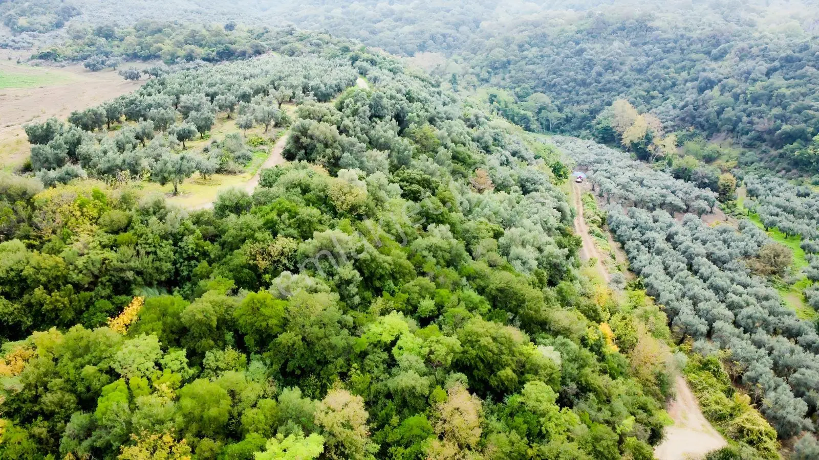 Ekinli Köyünde Deniz Manzaralı Satılık Tek Tapu Zeytinlik — fotoğraf 8