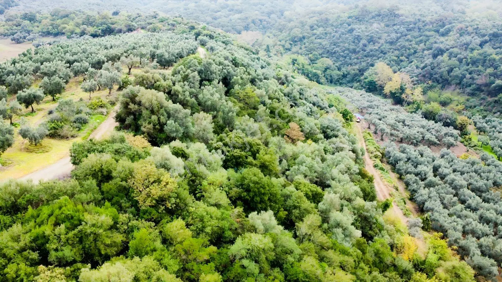 Ekinli Köyünde Deniz Manzaralı Satılık Tek Tapu Zeytinlik — fotoğraf 9