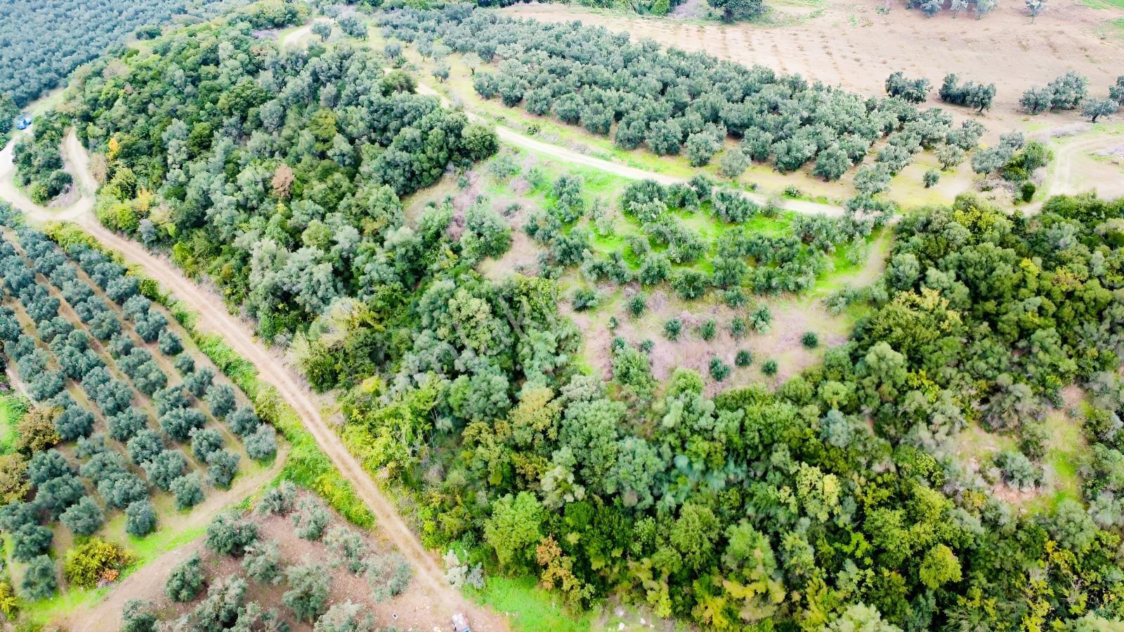 Ekinli Köyünde Deniz Manzaralı Satılık Tek Tapu Zeytinlik — fotoğraf 10