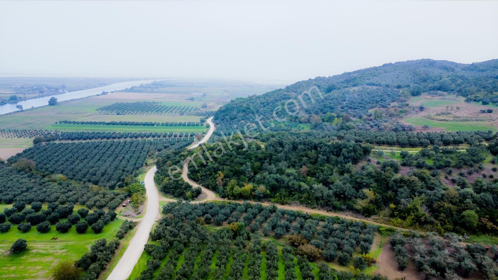 Ekinli Köyünde Deniz Manzaralı Satılık Tek Tapu Zeytinlik — fotoğraf 11