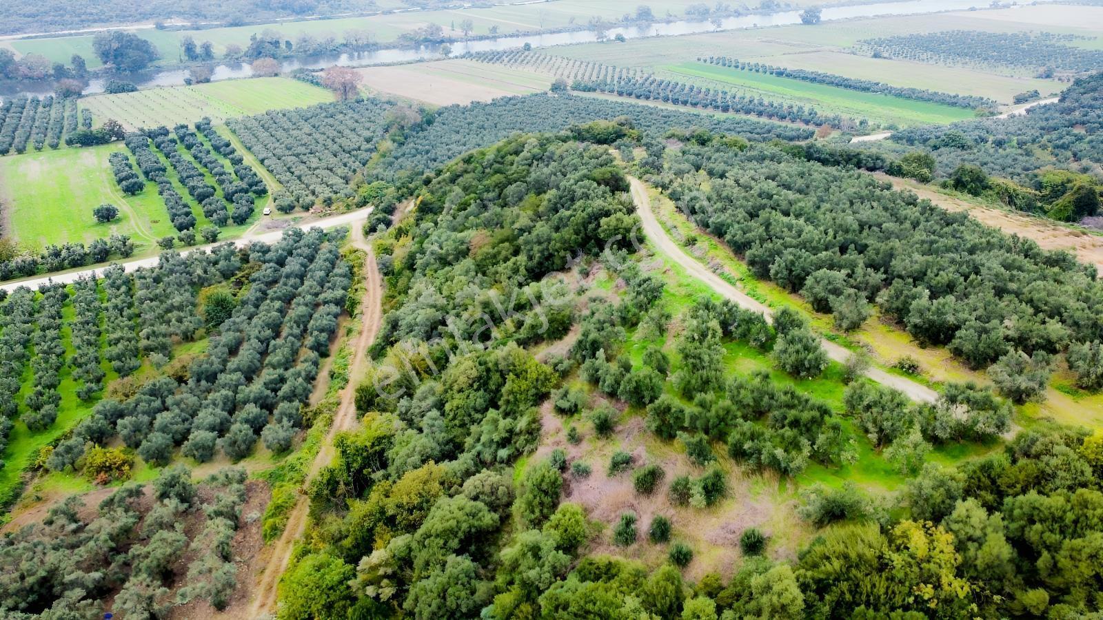 Ekinli Köyünde Deniz Manzaralı Satılık Tek Tapu Zeytinlik — fotoğraf 12