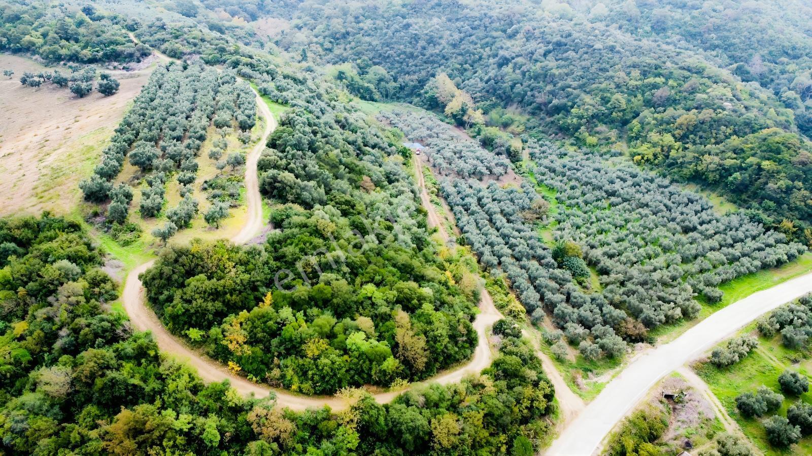 Ekinli Köyünde Deniz Manzaralı Satılık Tek Tapu Zeytinlik — fotoğraf 13
