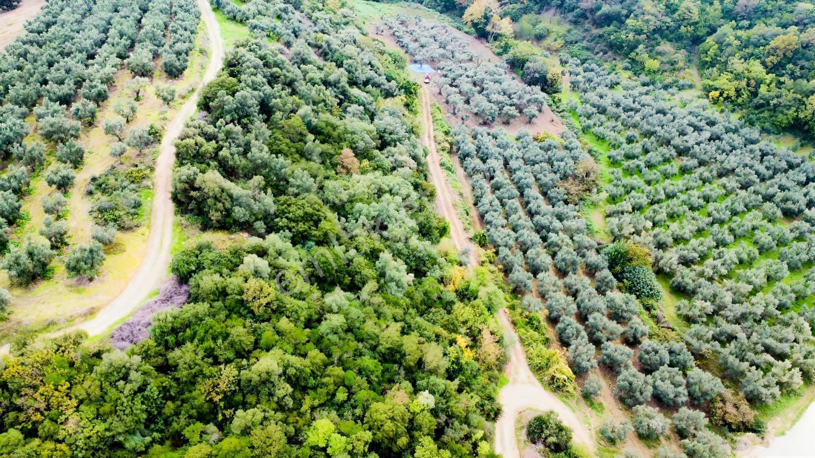 Ekinli Köyünde Deniz Manzaralı Satılık Tek Tapu Zeytinlik — fotoğraf 14