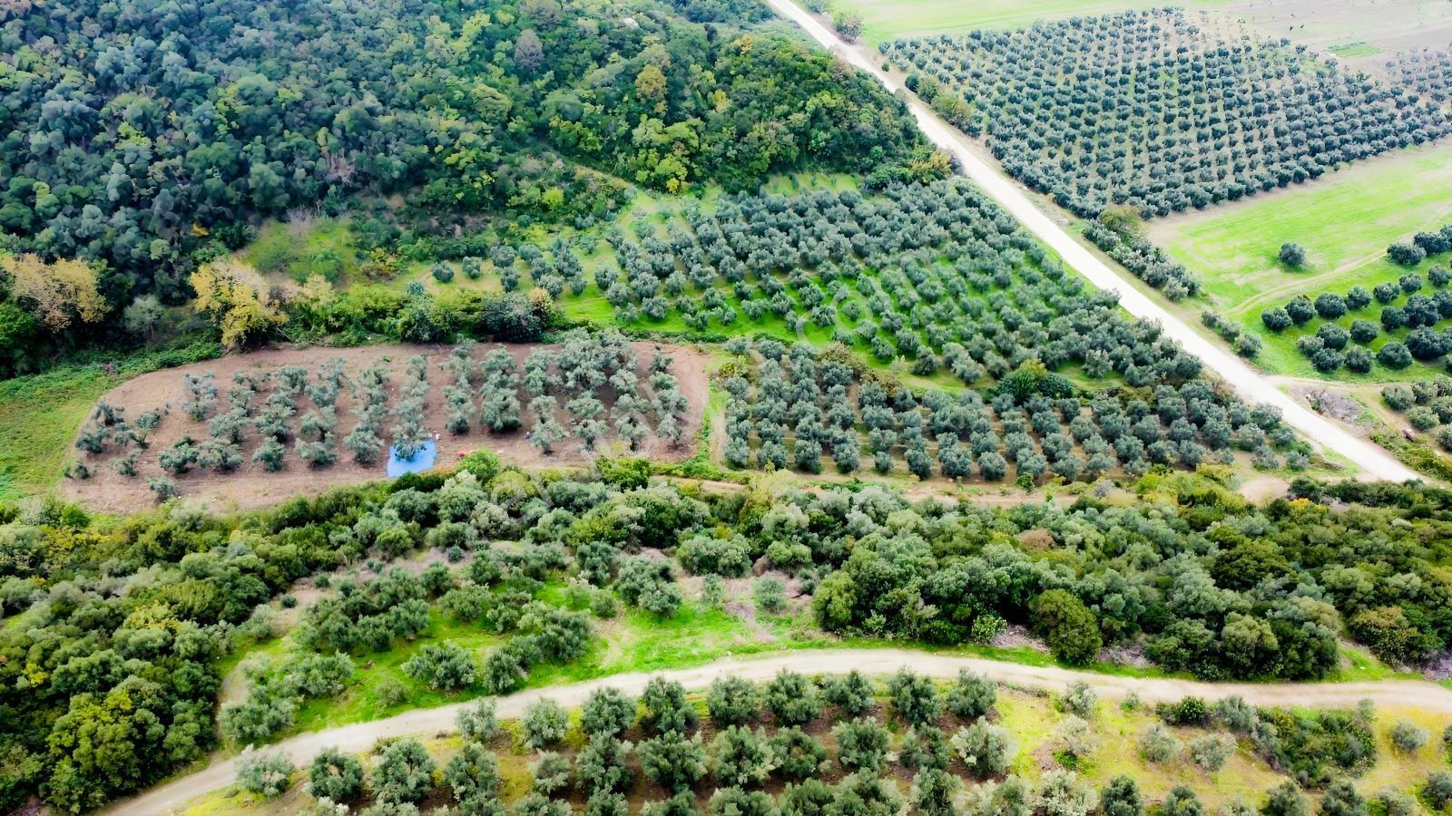 Ekinli Köyünde Deniz Manzaralı Satılık Tek Tapu Zeytinlik — fotoğraf 15