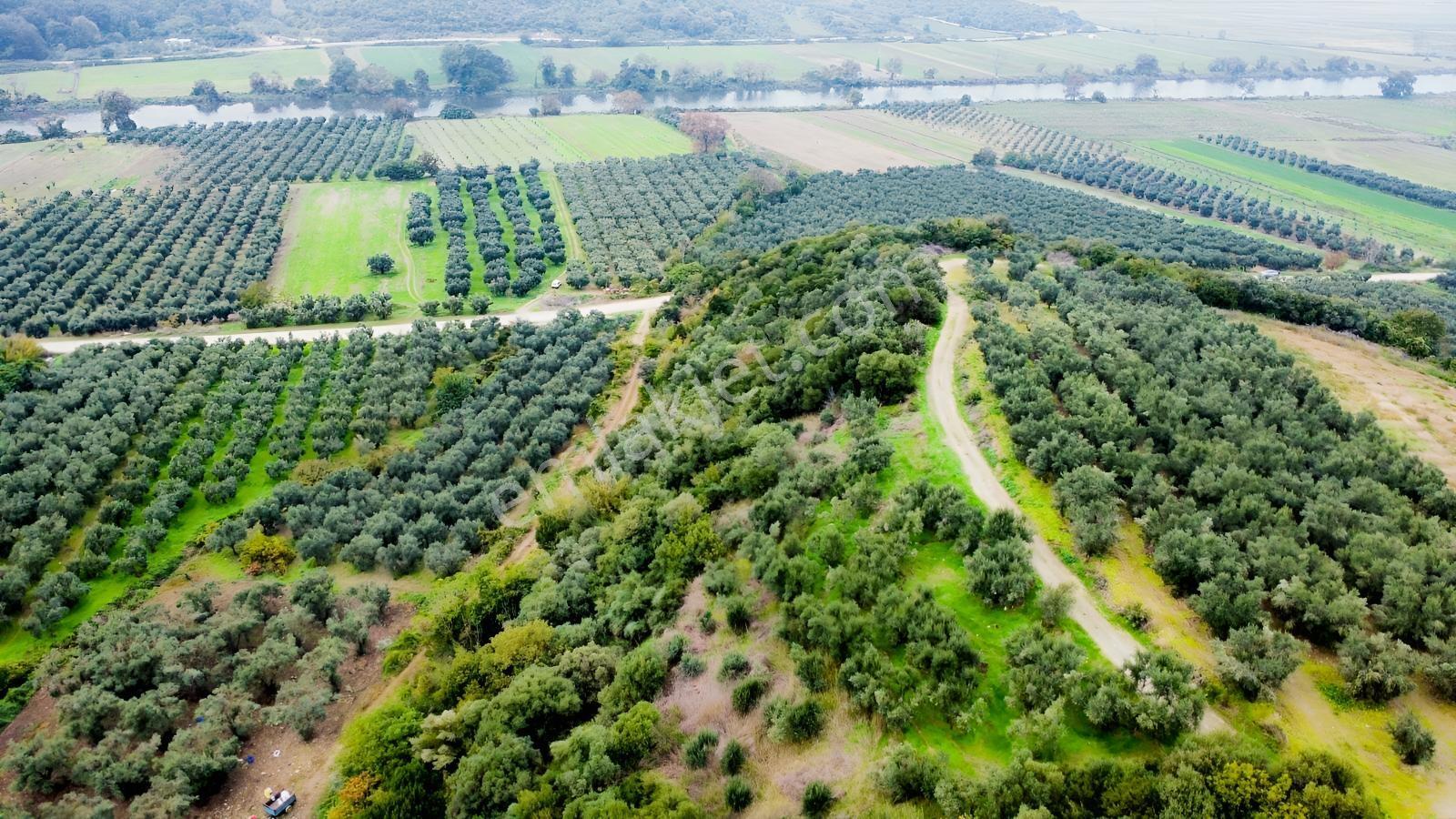 Ekinli Köyünde Deniz Manzaralı Satılık Tek Tapu Zeytinlik — fotoğraf 16